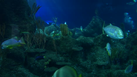 marine life, including sharks and a stingray and fish, swim near rocky coral formations in deep blue water. the underwater scene captures the movement of the creatures in their natural habitat
