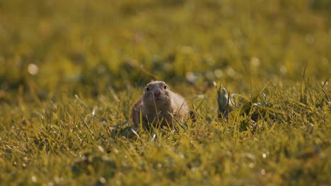 curious european ground squirrel stares at camera, close up shot