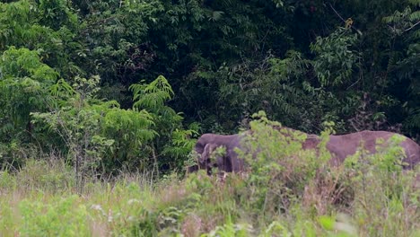 los elefantes asiáticos son especies en peligro de extinción y también son residentes de tailandia