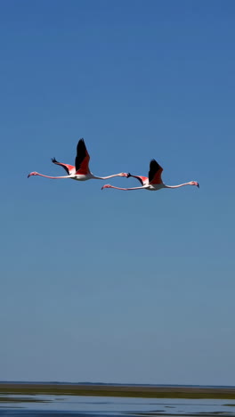 two pink flamingos soaring over water