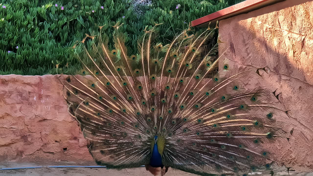 Pavão exibindo suas penas vibrantes em um zoológico, tomada manual.
