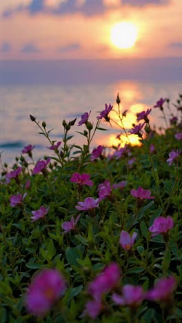 a serene sunset video captures pink flowers in the foreground with a low-angle shot