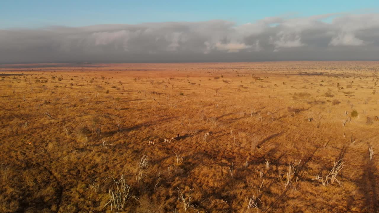 A large plain with a small herd of zebras, at Tsavo West, Kenya