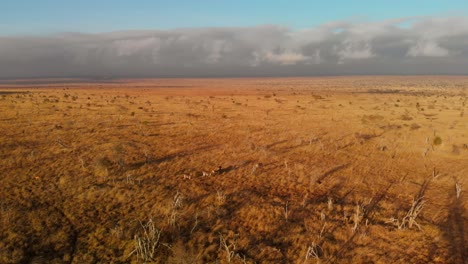 A-large-plain-with-a-small-herd-of-zebras,-at-Tsavo-West,-Kenya