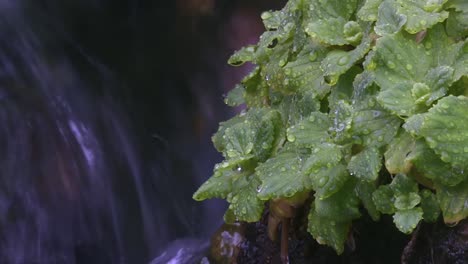 plantas con gotas de agua en hojas verdes y cascada en el fondo