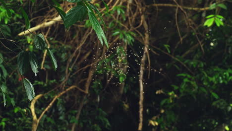 Close-Up-of-a-Swarm-of-Gnats-in-Flight-Within-the-Forest