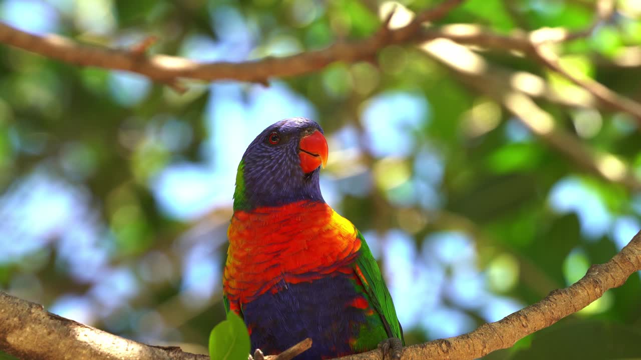 아름다운 무지개 lorikeet, trichoglossus moluccanus 꼭대기에 앉아 밝은 햇빛 아래 흐릿한 보케의 녹색 단풍 배경에 대해 나무 가지에 있는 곤충을 쪼아대고, 총을 닫습니다