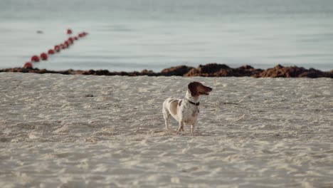 A-beautiful-dachshund-dog-on-the-beach-in-Cancun,-Mexico