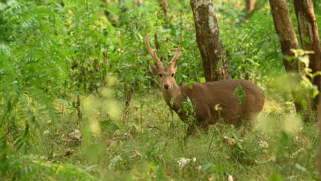 Indisches-Schweinehirsch,-Hyelaphus-Porcinus,-Huai-Kha-Kaeng-Wildlife-Sanctuary,-Thailand