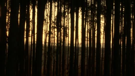 Bosques-Del-Sur-De-África,-Eucaliptos