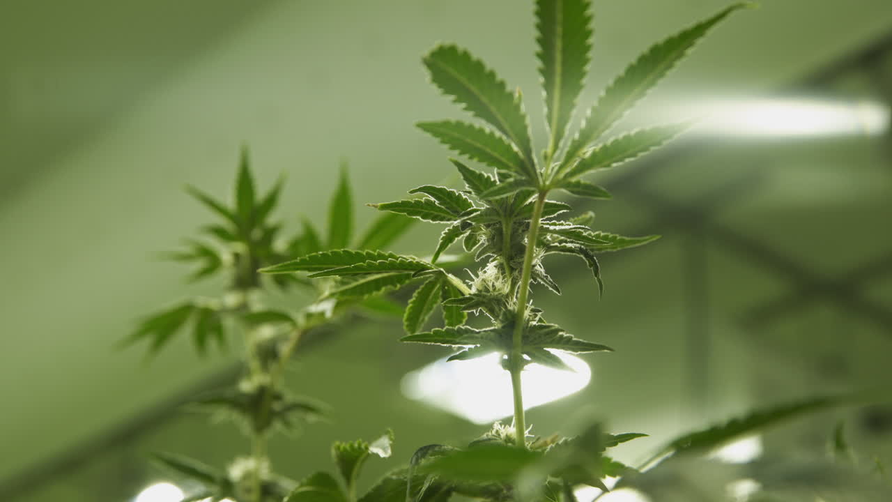 실내 재배 작업에서 신진 대마초 마리화나 식물