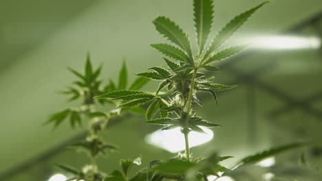 plantas de marihuana de cannabis en ciernes en una operación de cultivo interior
