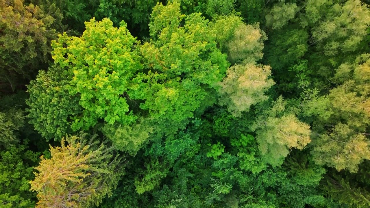 Riprese dall'alto catturano una vibrante vegetazione boschiva in un paesaggio naturale pacifico.