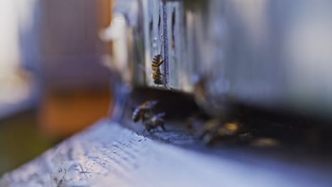 abejas de carniola volando cerca de la colmena