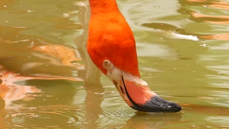 flamingo feeding