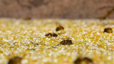 european bee collecting corn dust, due to few flowers the grain dust replaces the pollen