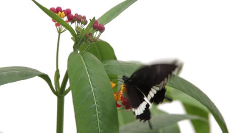 mariposa sentada sobre una hoja verde presentando sus alas