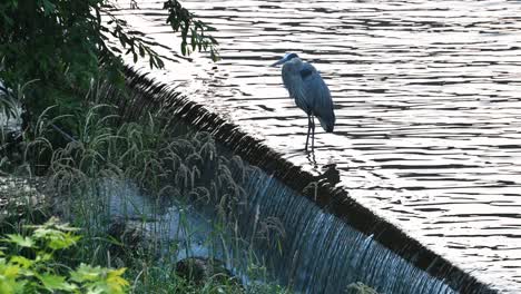 Great-Blue-Heron-perched-on-small-waterfall,-Hoover-Dam,-Westerville,-Ohio