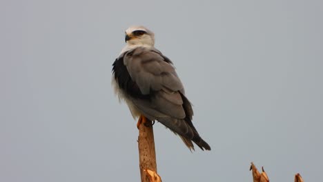 black-winged kite in forest .