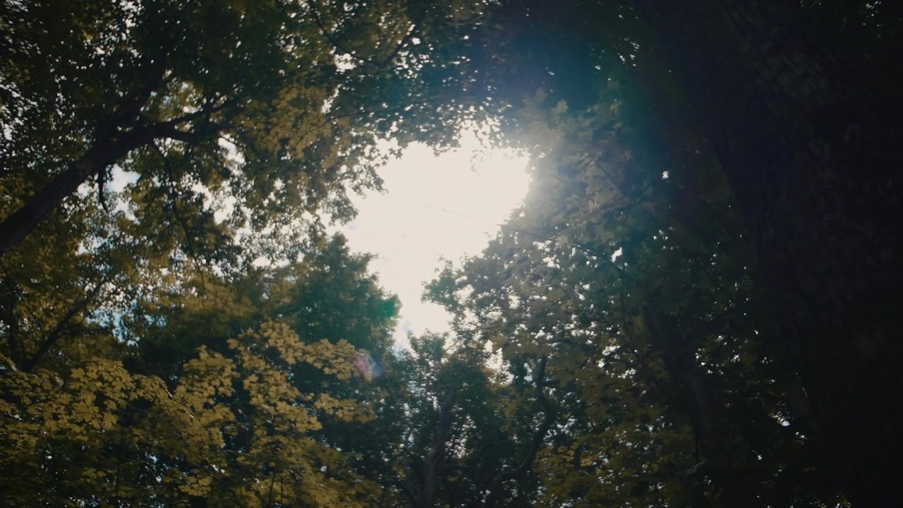 Luz Solar Filtrando-se Através da Copa Verde das Árvores em uma Floresta Tranquila