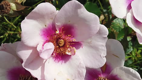 primer plano de una sola flor de la familia de las rosas en un jardín inglés