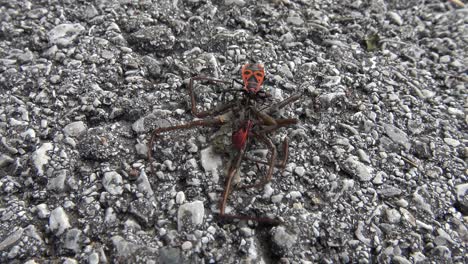 two red-and-black beetles and an ant eating a dead spider