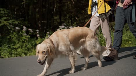 Close-up-shot-of-a-large-light-colored-dog-walking-near-his-owners-tourists-who-are-dressed-in-special-clothes-for-hiking