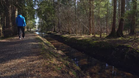 Senderismo-En-Un-Bosque-Idílico-Con-Un-Arroyo,-Línea-Principal