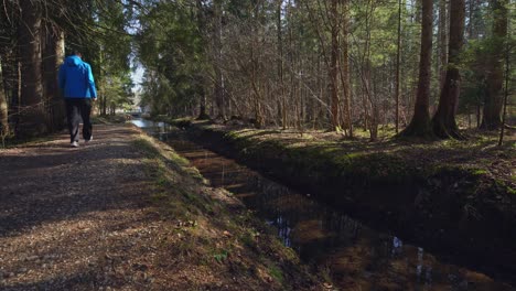 hiking in a idyllic forest with a creek, leading line