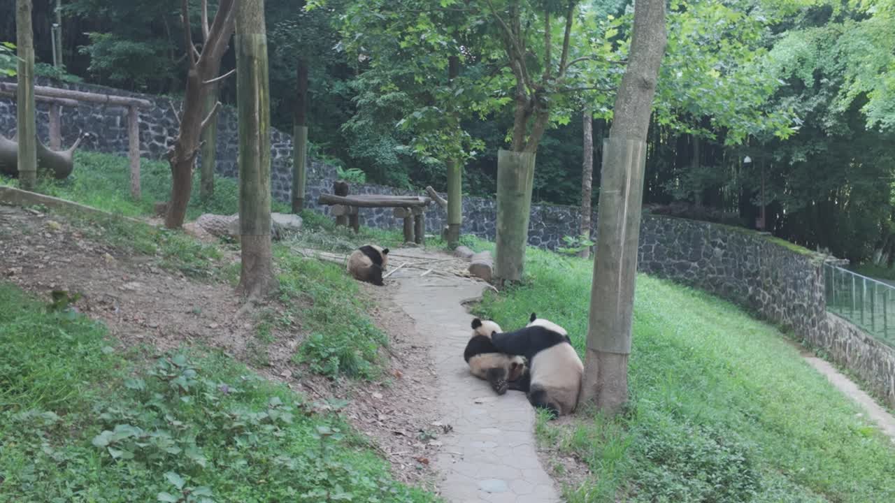Interazione tra panda giganti presso la base dei panda di Dujiangyan, Sichuan, Cina: comportamento della fauna selvatica