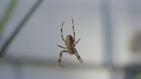 cross orbweaver spider hanging upside down from a web, animal behaviour