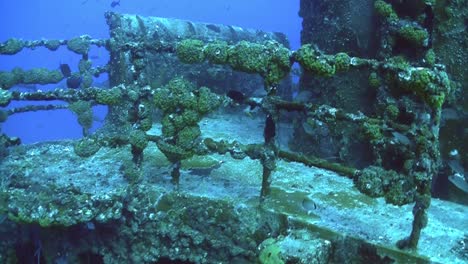 los peces nadan y colonizan un naufragio 1