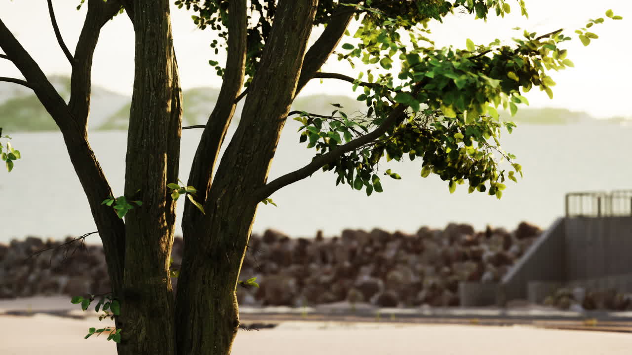 따뜻한 아침  ⁇ 빛이 큰 나무를 통해 극적으로 강렬한 광선을  ⁇ 아 ⁇ 니다.