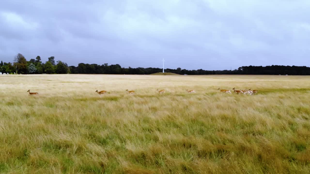 aerial, seguimiento, disparo de dron siguiendo a un grupo de ciervos en barbecho, corriendo en un campo, día oscuro y opaco, en dublín, irlanda