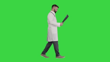 medical doctor walking and looking at x-ray picture of lungs on a green screen, chroma key