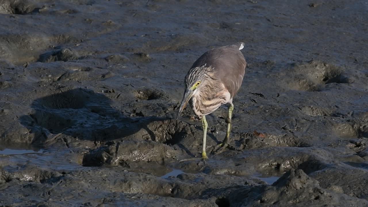 una de las garzas de estanque encontradas en tailandia que muestran diferentes plumajes según la temporada