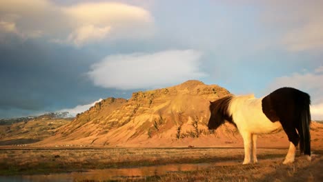 un solo caballo islandés de pie todavía masticando debajo girando y caminando fuera de la toma con el paisaje escénico salvaje de las montañas circundantes. esto está grabado en cámara lenta.