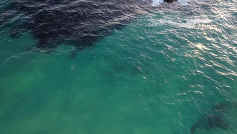 Mantarrayas-Y-Ballenas-Jorobadas-En-El-Pintoresco-Paisaje-Marino-De-Nueva-Gales-Del-Sur,-Australia---Toma-Aérea-De-Drones