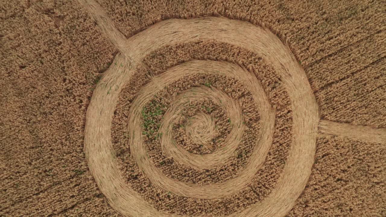 círculos de ovnis falsos en el campo amarillo de la cosecha de grano, vista aérea de arriba desde un avión no tripulado