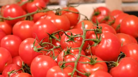 red tomatoes as background video time lapse video red tomatoes as background video time lapse video 240 fps