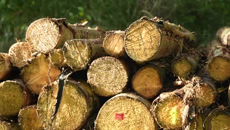 pile of logs in sunlight