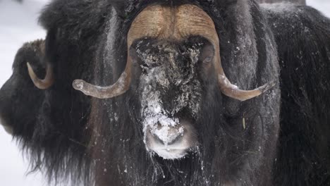 Docile-Musk-Ox-giant-encircling-the-herd,-enduring-the-winter-season---Portrait-Close-up-shot