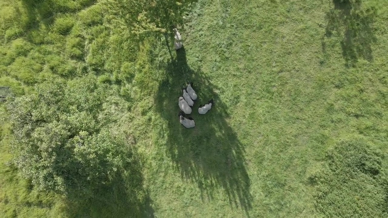 Ripresa verticale e rotante con drone di pecore che pascolano su un campo verde.