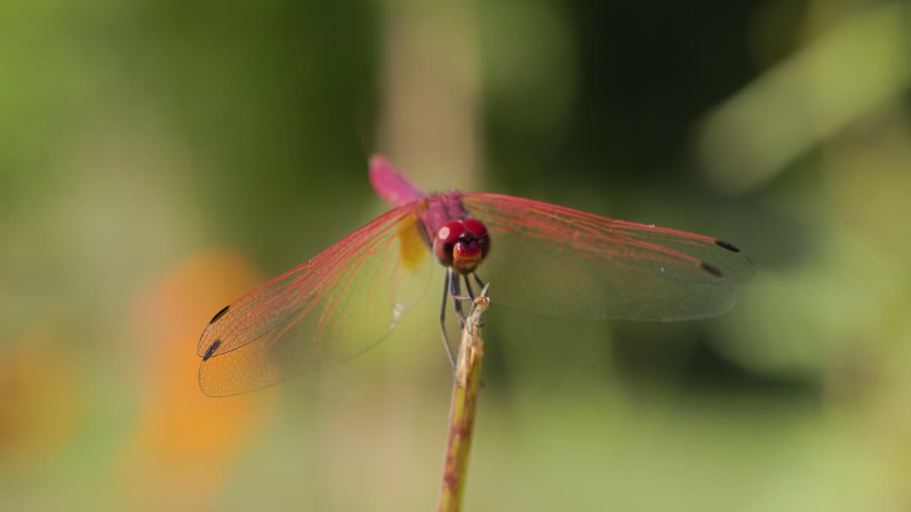 La libellula Crimson Marsh Glider si posa sulla punta di un filo d'erba, scrutando in cerca di prede con i suoi grandi occhi rossi.