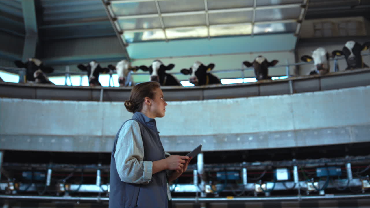 Livestock worker walking milking carousel. Cowshed supervisor inspecting parlour
