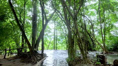 緑の茂みに囲まれた静かな