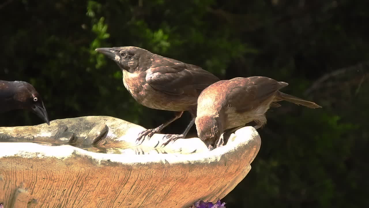 Birds drinking from birdbath