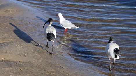 ibis and seagull walking along the shoreline