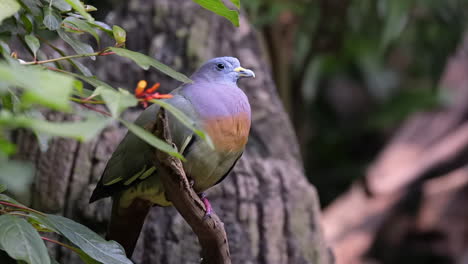 Pink-neck-pigeon-grooming-itself