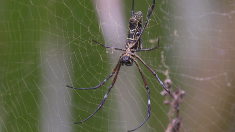 a golden orb weaver spider steady on it's silk web - close up